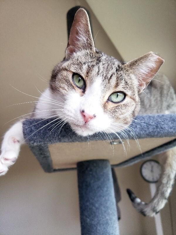 Jona, a Adoptable Domestic Short Hair in Fort Collins, CO image 2/6