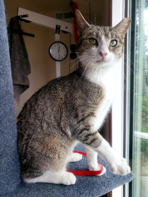 Jona, a Adoptable Domestic Short Hair in Fort Collins, CO image 3/6