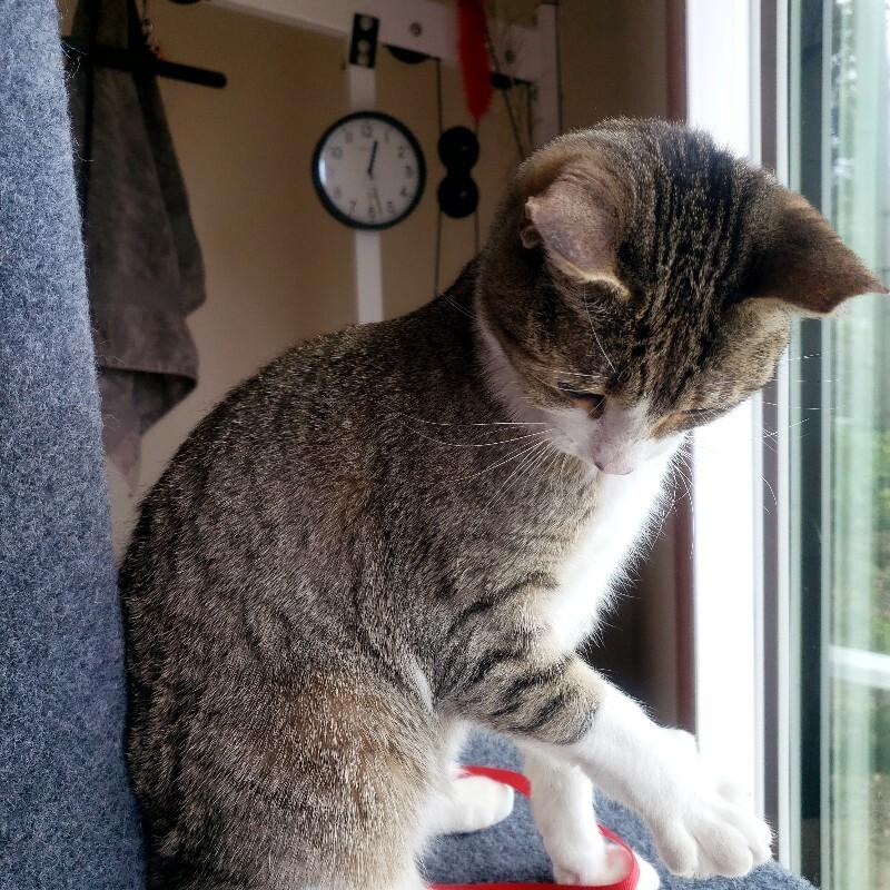 Jona, a Adoptable Domestic Short Hair in Fort Collins, CO image 4/6