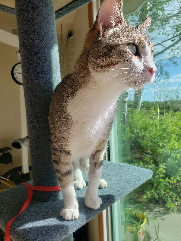 Jona, a Adoptable Domestic Short Hair in Fort Collins, CO image 5/6
