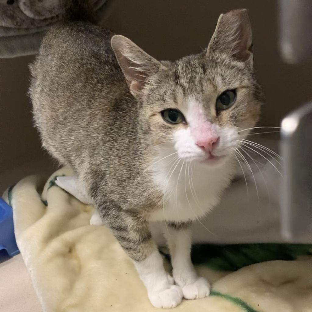 Jona, a Adoptable Domestic Short Hair in Fort Collins, CO image 6/6