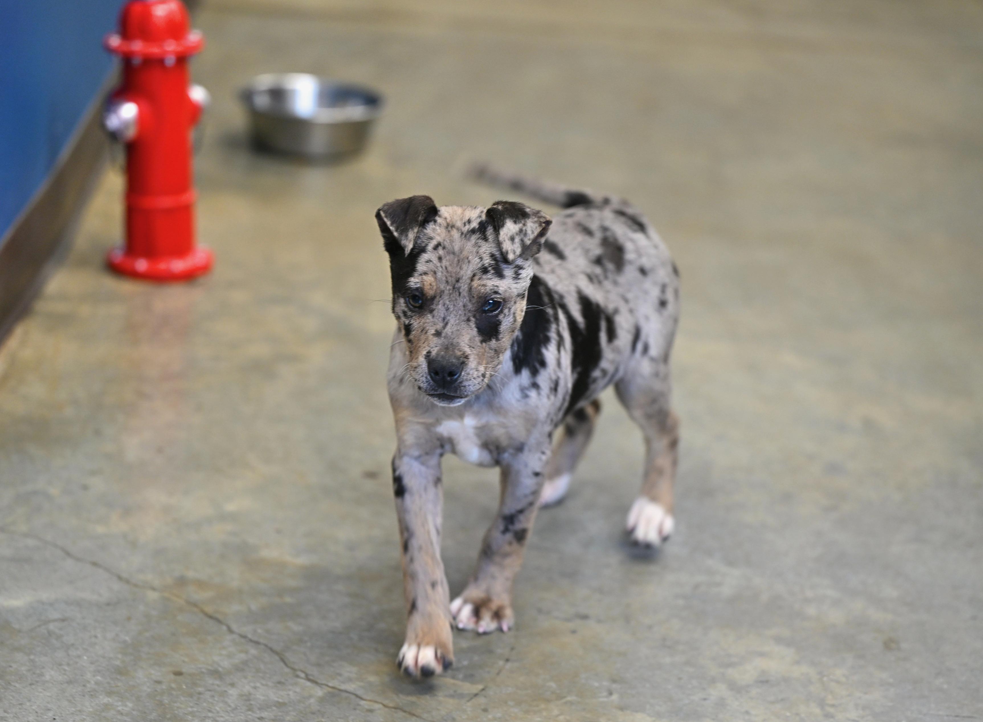 Hilda, adopted, Puppy Female Catahoula Leopard Dog & Terrier.