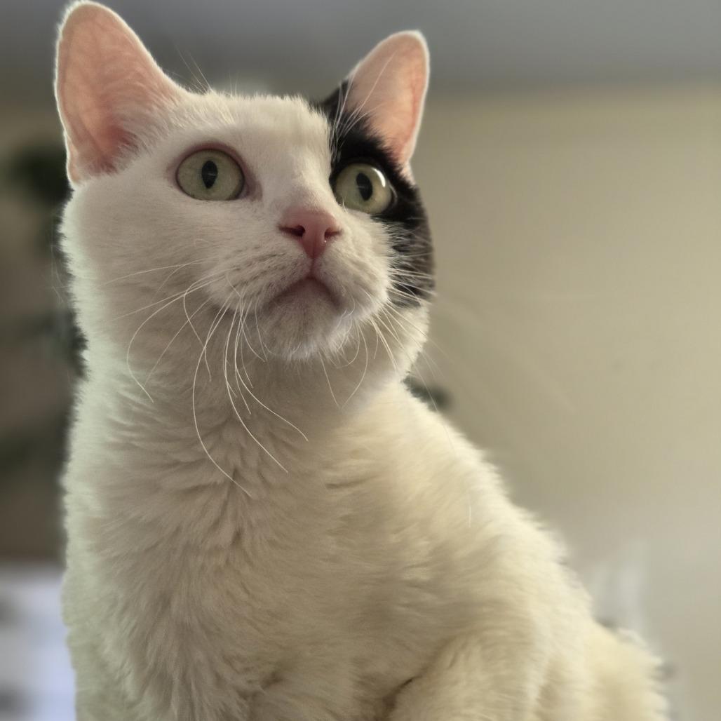 Enlarge Penelope, a Adoptable Domestic Short Hair in Pittsford, VT image 1/2