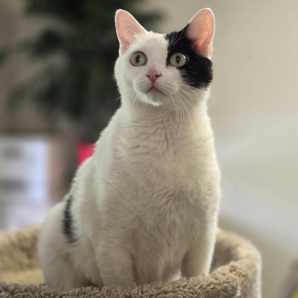 Enlarge Penelope, a Adoptable Domestic Short Hair in Pittsford, VT image 2/2