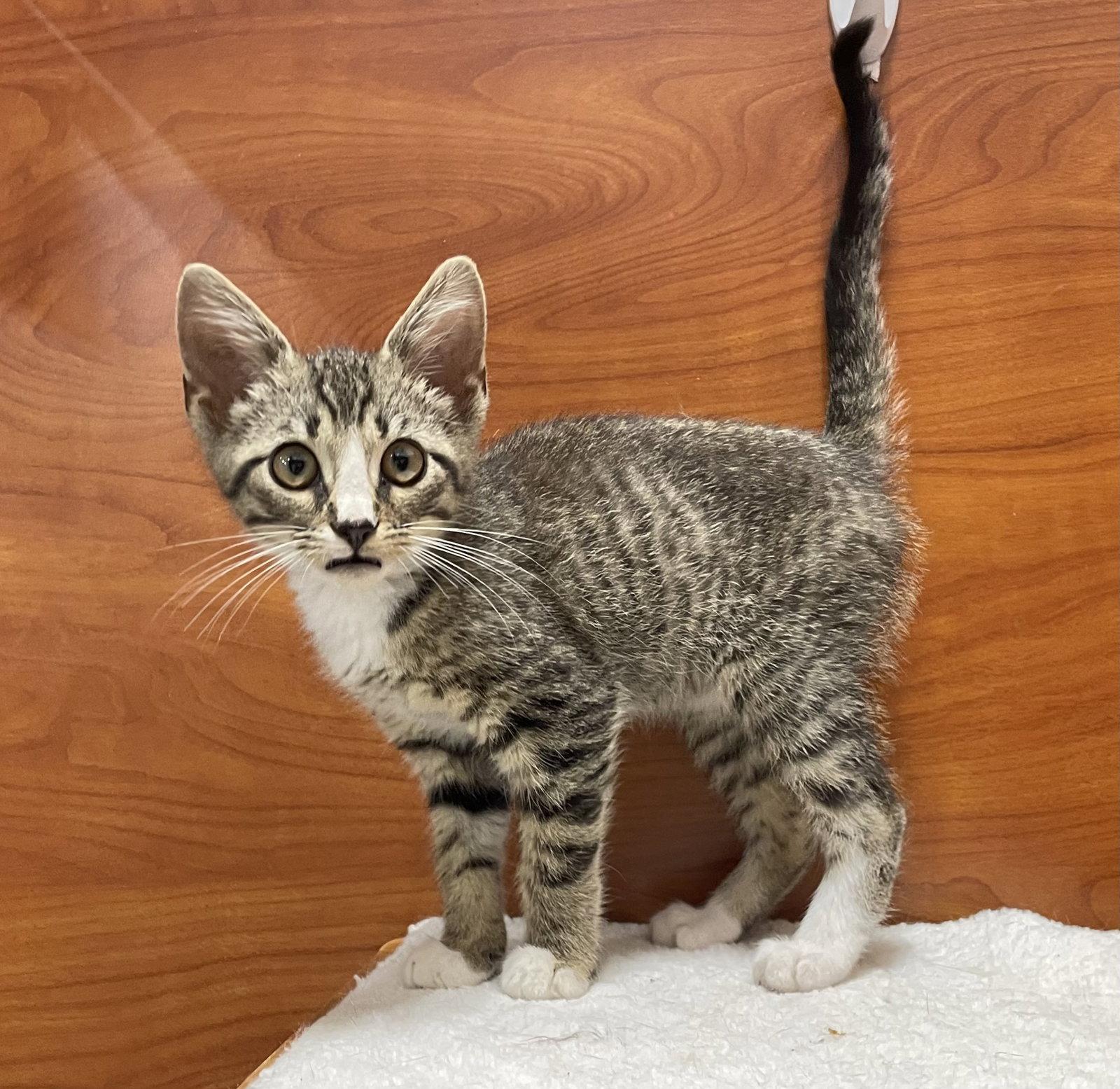 Scroggins, Adoptable, Young Male Domestic Short Hair & Tabby.