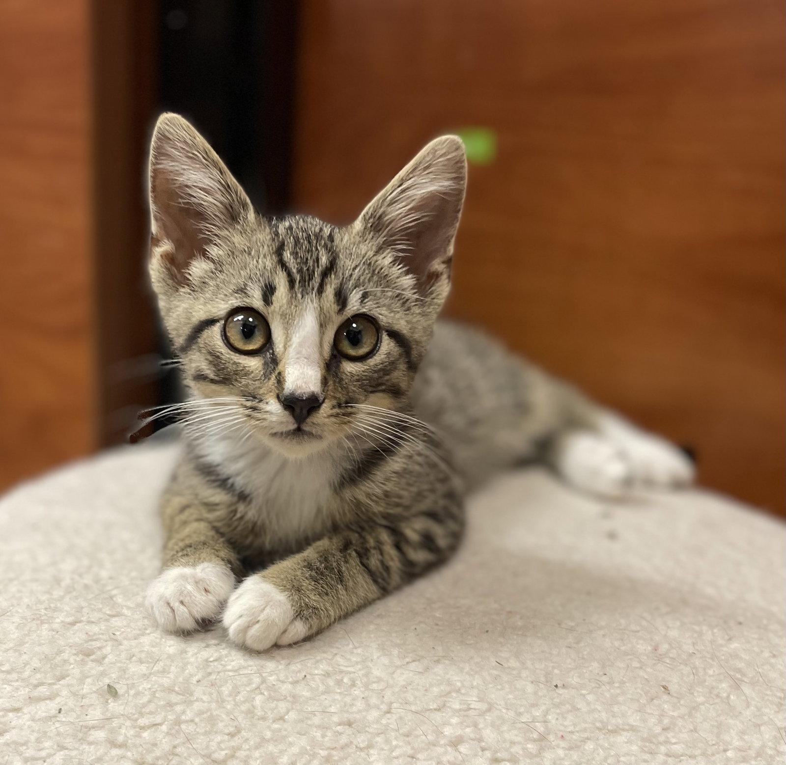 Enlarge Scroggins, a Adoptable mixed breed in Oxford, MS image 2/3