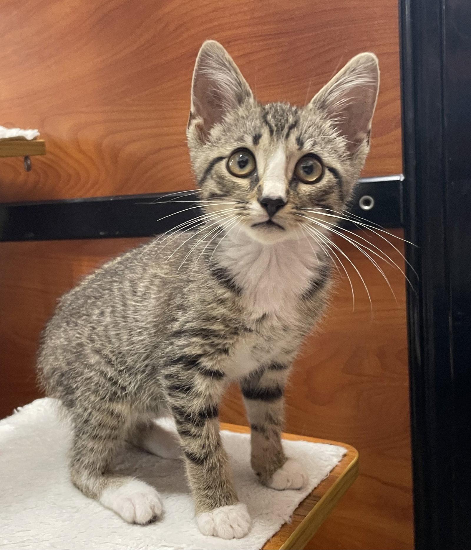 Enlarge Scroggins, a Adoptable mixed breed in Oxford, MS image 3/3