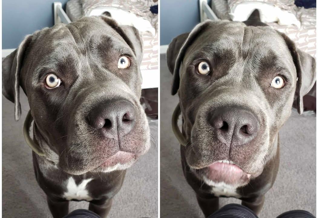 Enlarge Luca, a Adoptable Cane Corso in Queenstown, MD image 1/6