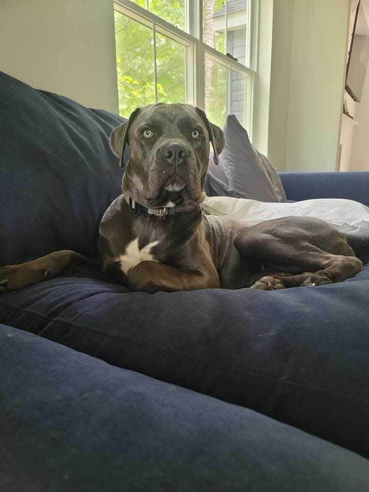 Enlarge Luca, a Adoptable Cane Corso in Queenstown, MD image 2/6