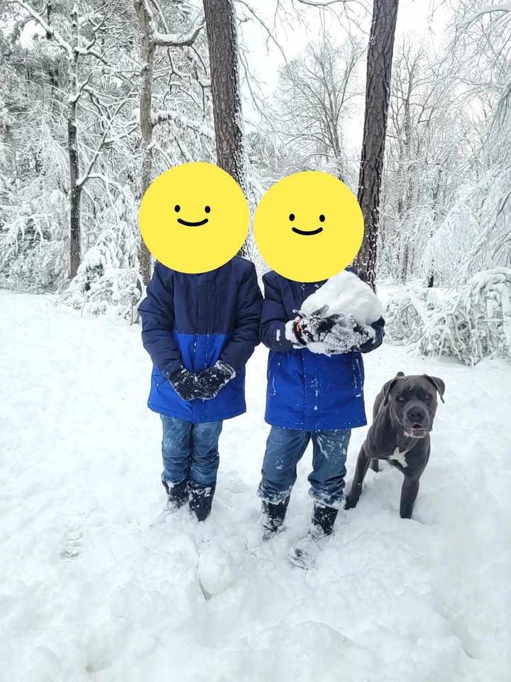 Luca, Adoptable, Adult Male Cane Corso.