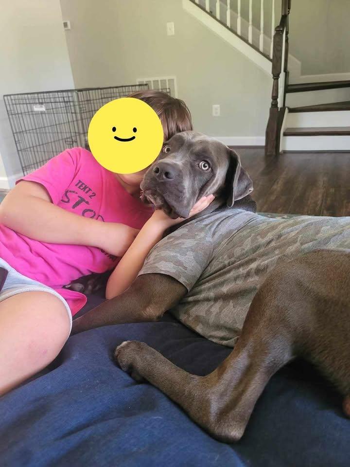 Enlarge Luca, a Adoptable Cane Corso in Queenstown, MD image 4/6