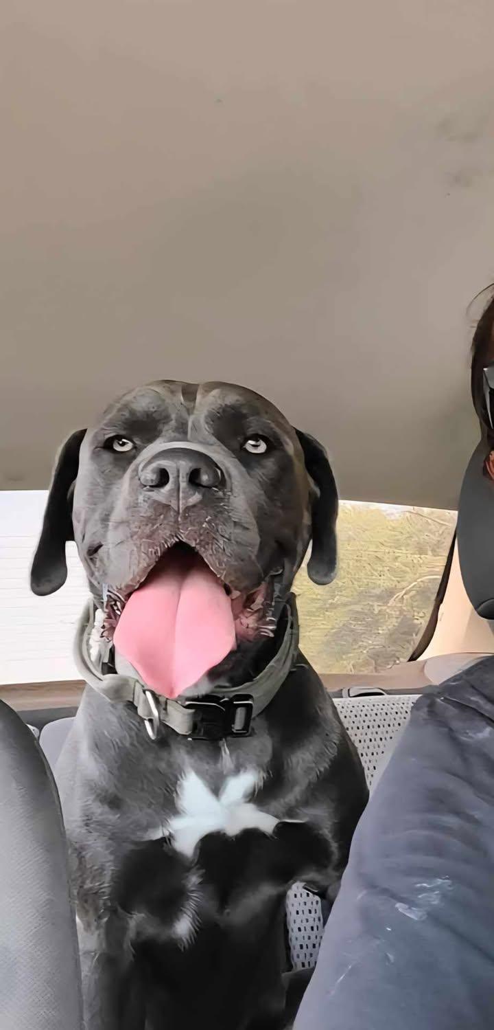 Enlarge Luca, a Adoptable Cane Corso in Queenstown, MD image 5/6