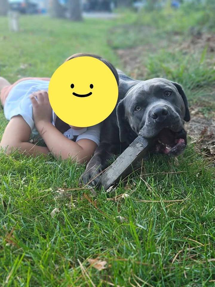 Enlarge Luca, a Adoptable Cane Corso in Queenstown, MD image 6/6