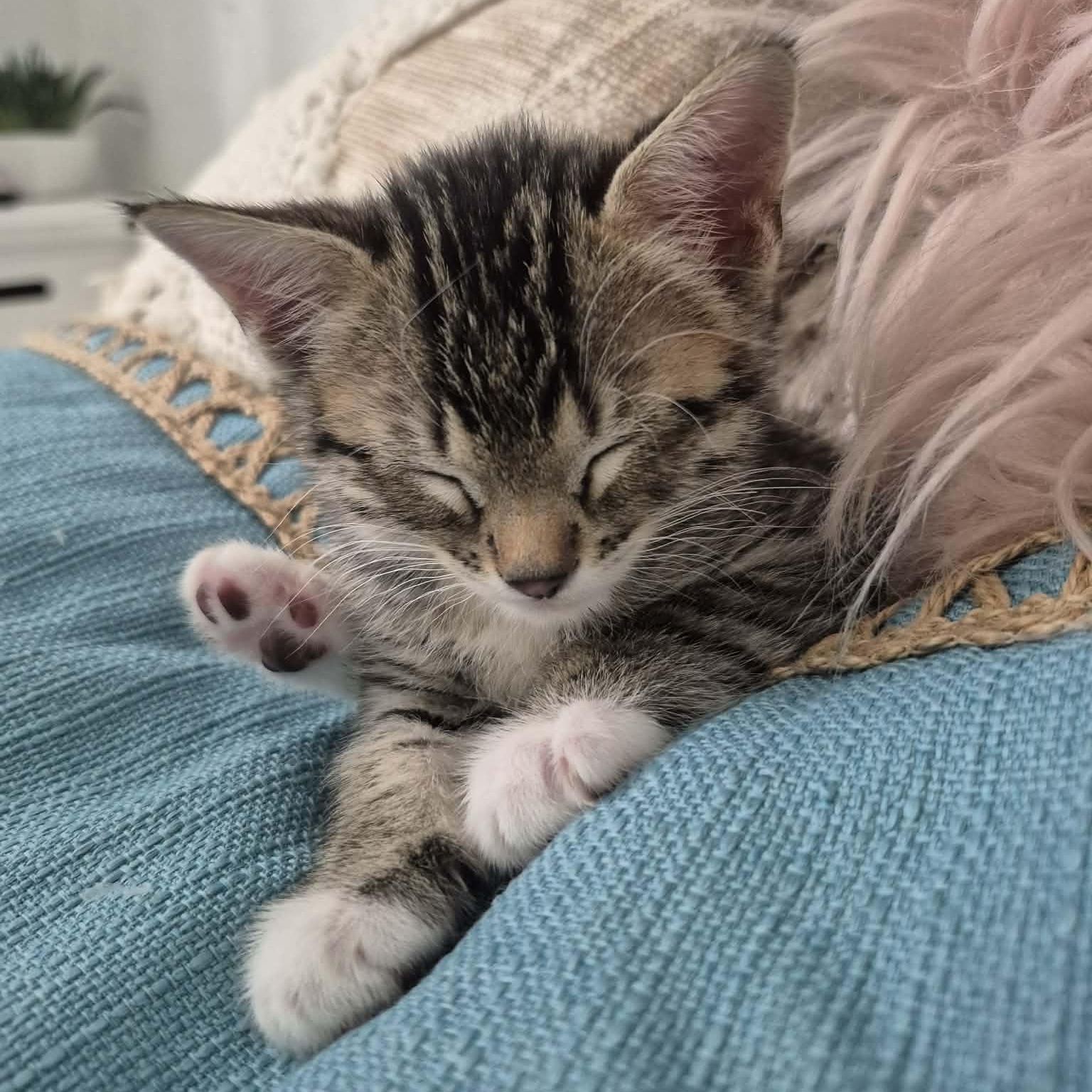 Mellow, ADOPTABLE, Kitten Male Domestic Short Hair.