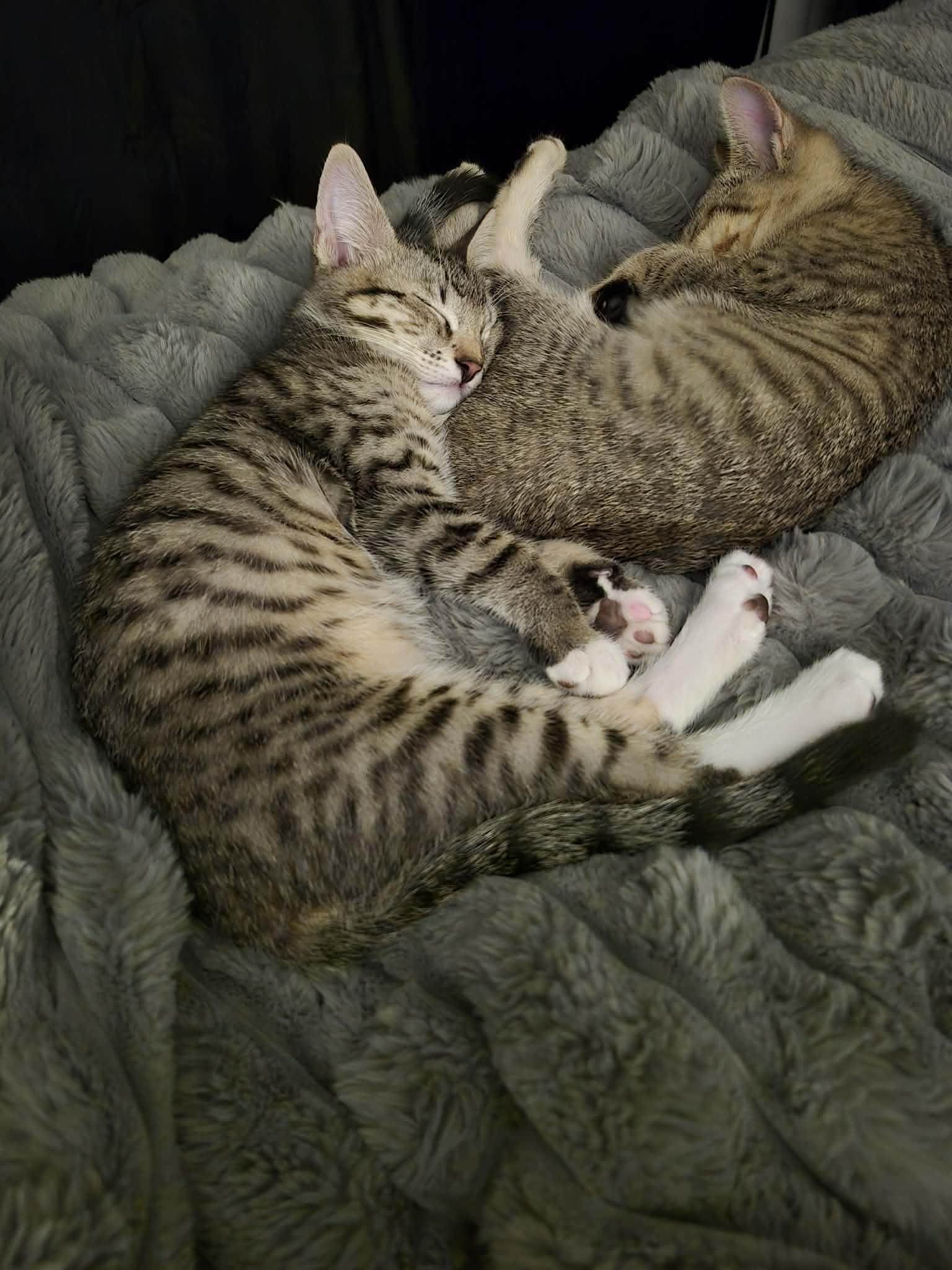 Mellow, a ADOPTABLE Domestic Short Hair in Queen Creek, AZ image 2/4