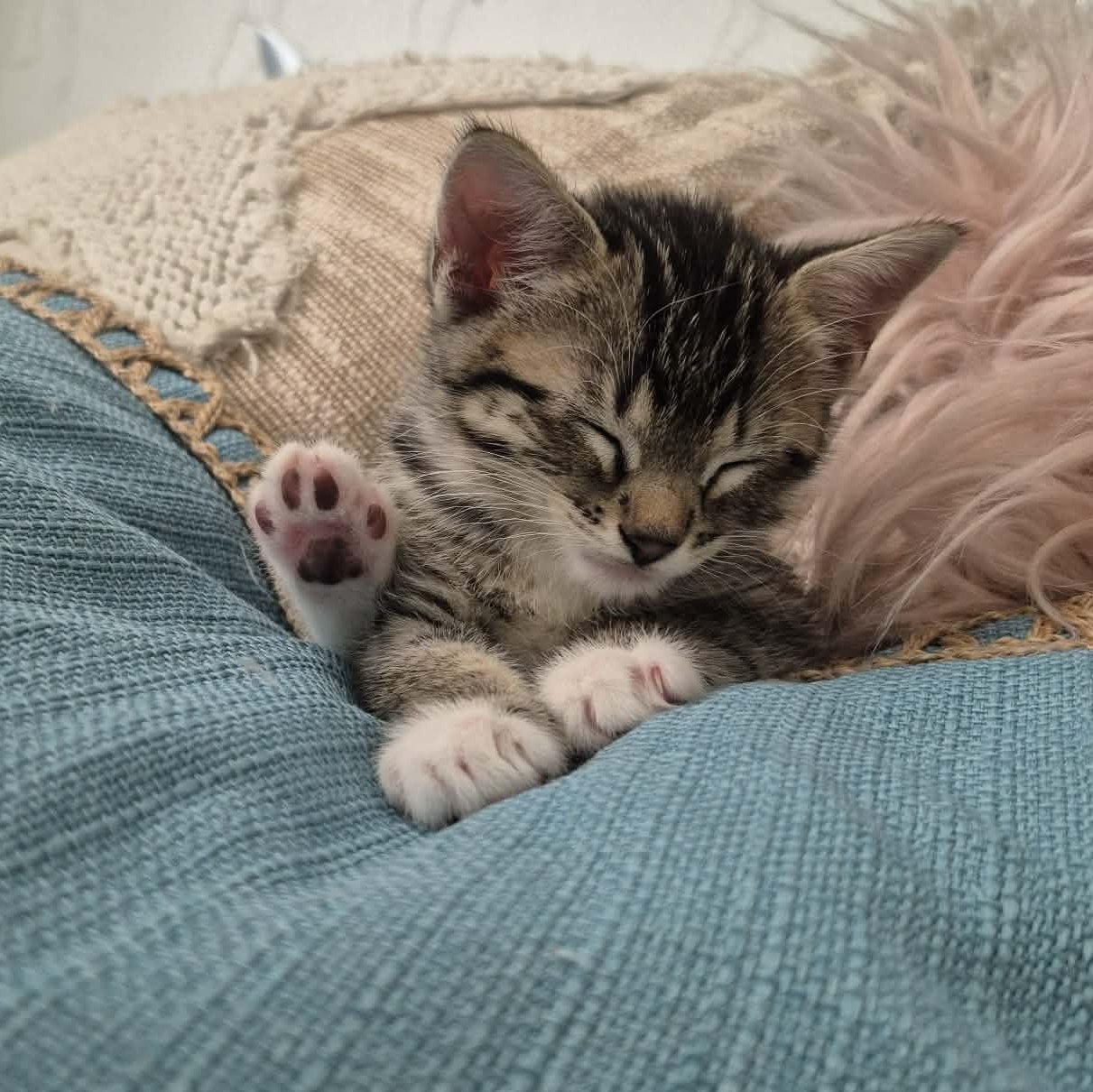 Mellow, a ADOPTABLE Domestic Short Hair in Queen Creek, AZ image 3/4