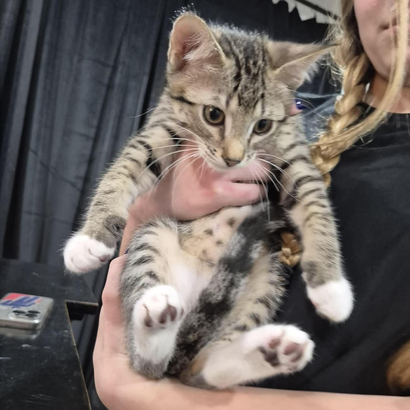 Mellow, a ADOPTABLE Domestic Short Hair in Queen Creek, AZ image 4/4
