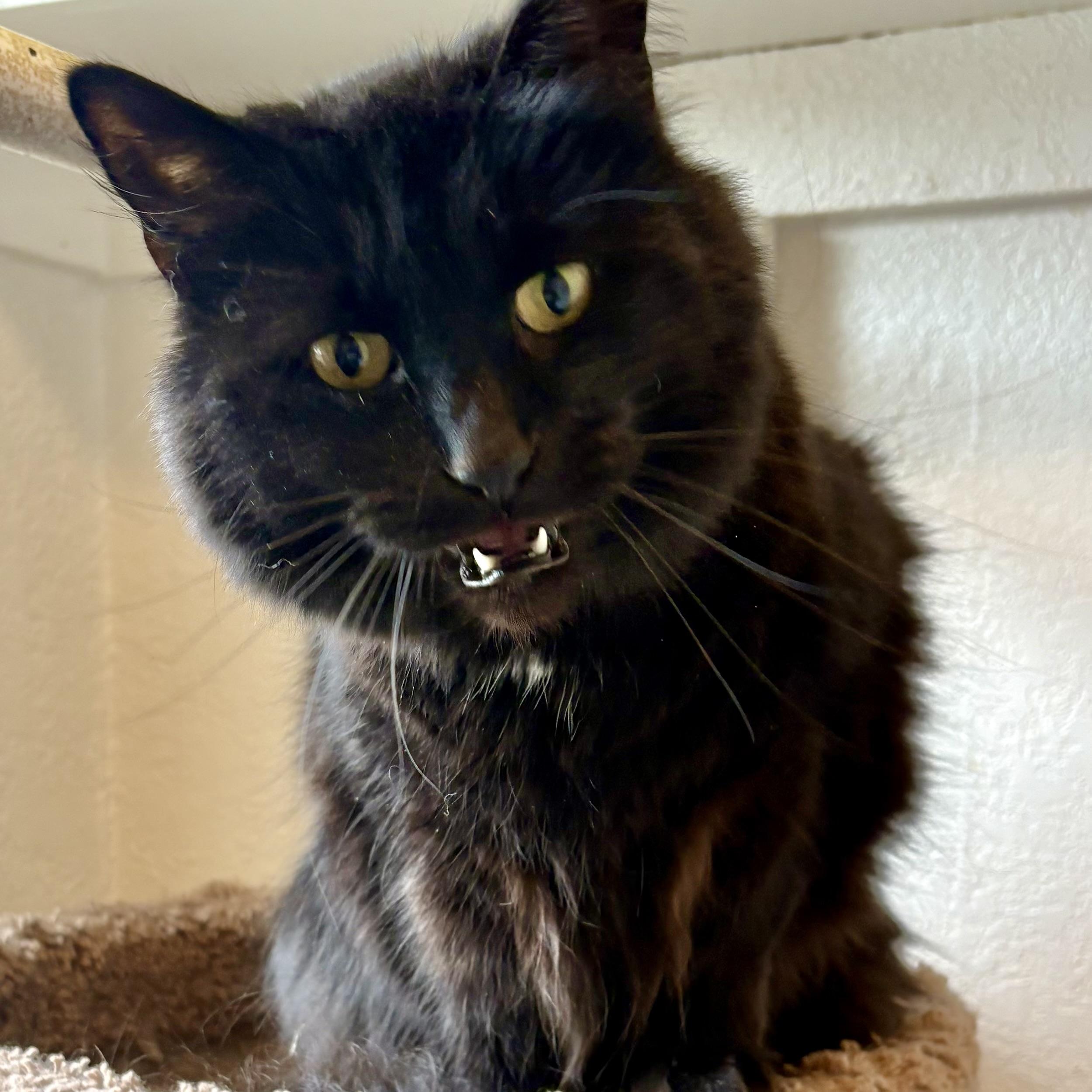 Enlarge Netherite, a ADOPTABLE Domestic Long Hair in Akron, OH image 2/2