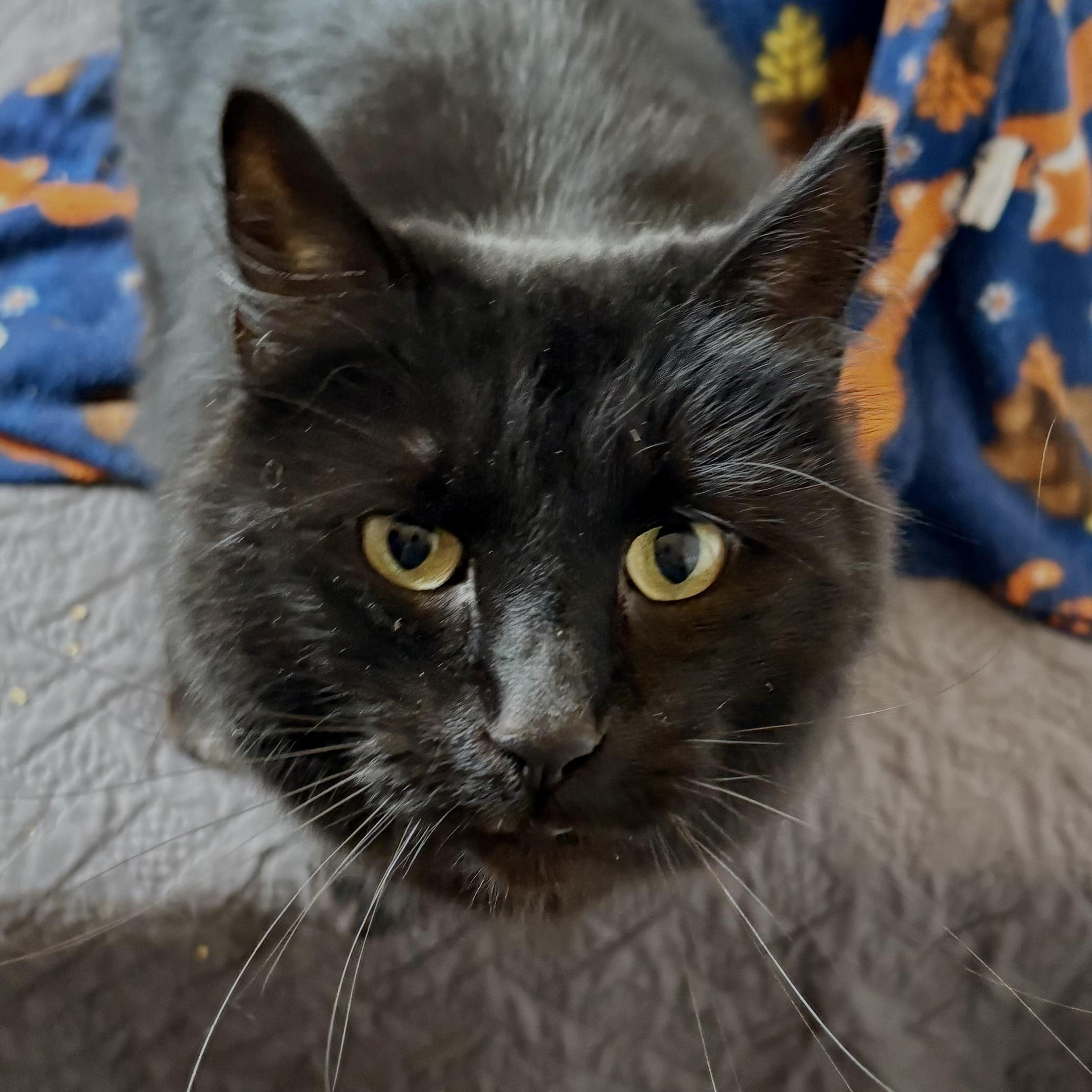 Netherite, ADOPTABLE, Adult Female Domestic Long Hair.