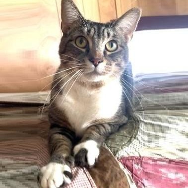Tig, Adult Male unknown