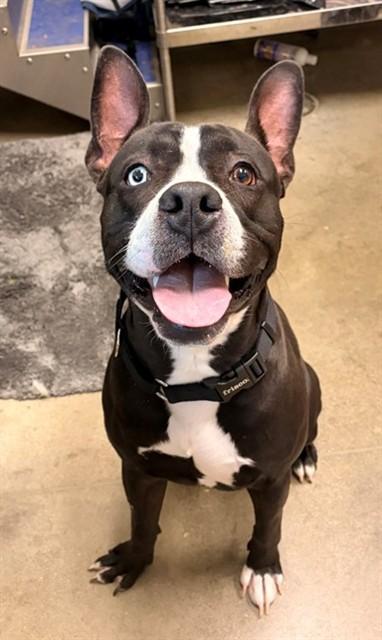 DUOLINGO, Adoptable, Young Male Pit Bull Terrier.