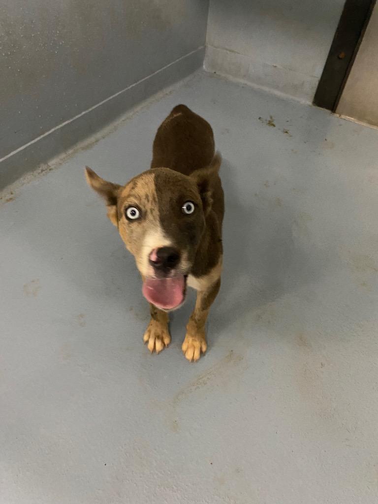 Enlarge Lenny, a Adoptable mixed breed in Cartersville , GA image 1/1