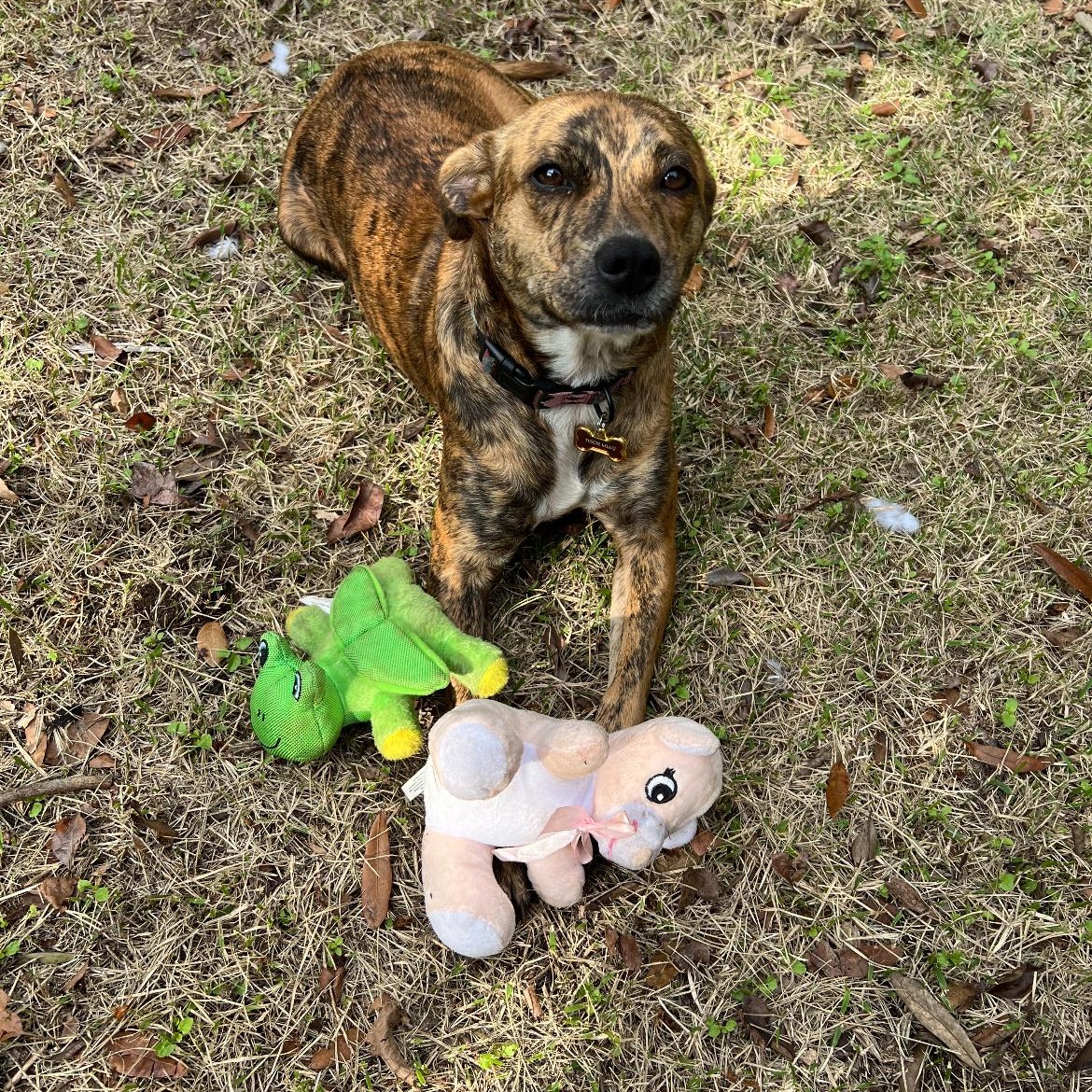 Enlarge Tigerlily, a Adoptable mixed breed in Mobile , AL image 4/6