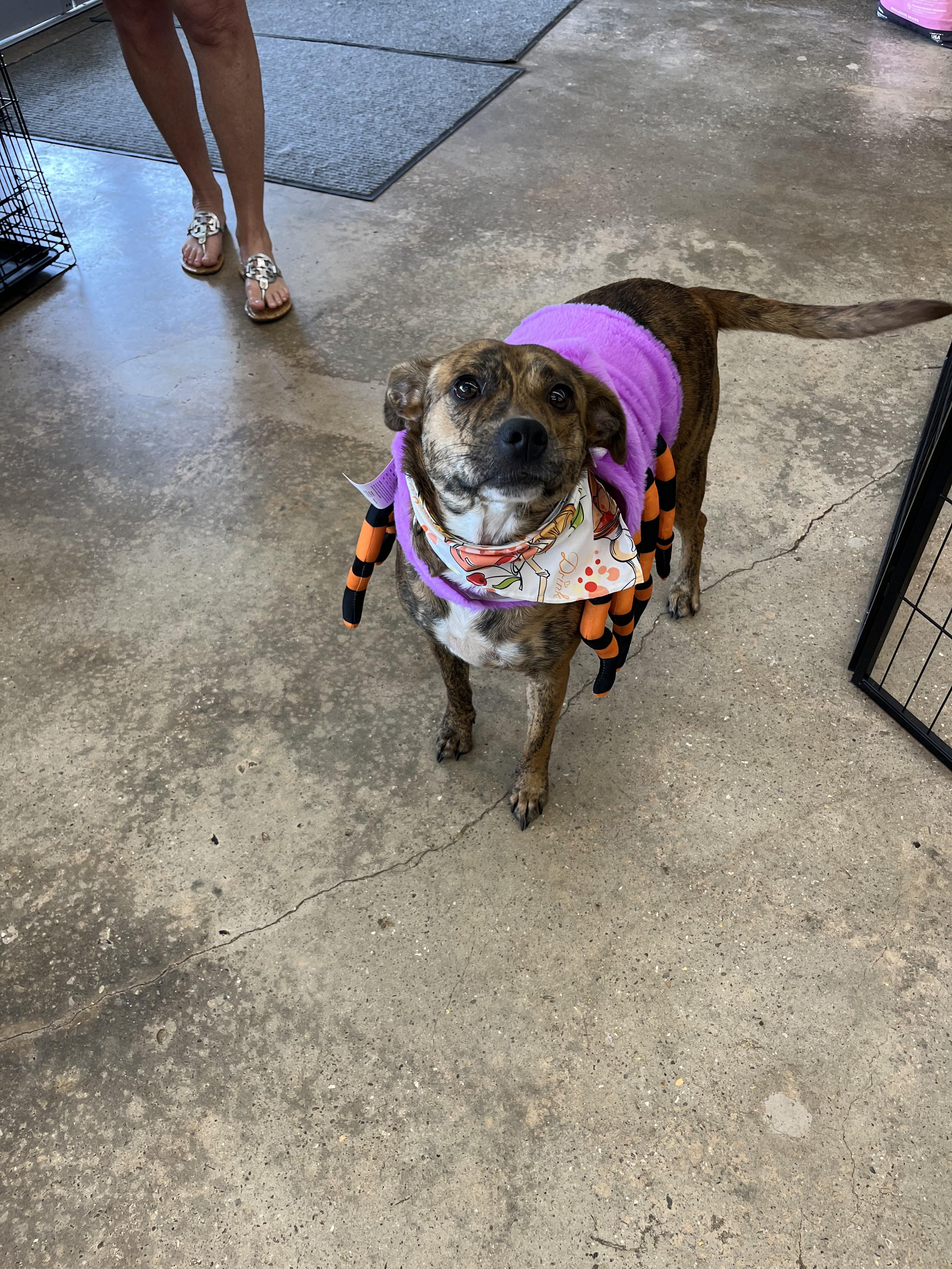 Enlarge Tigerlily, a Adoptable mixed breed in Mobile , AL image 1/6