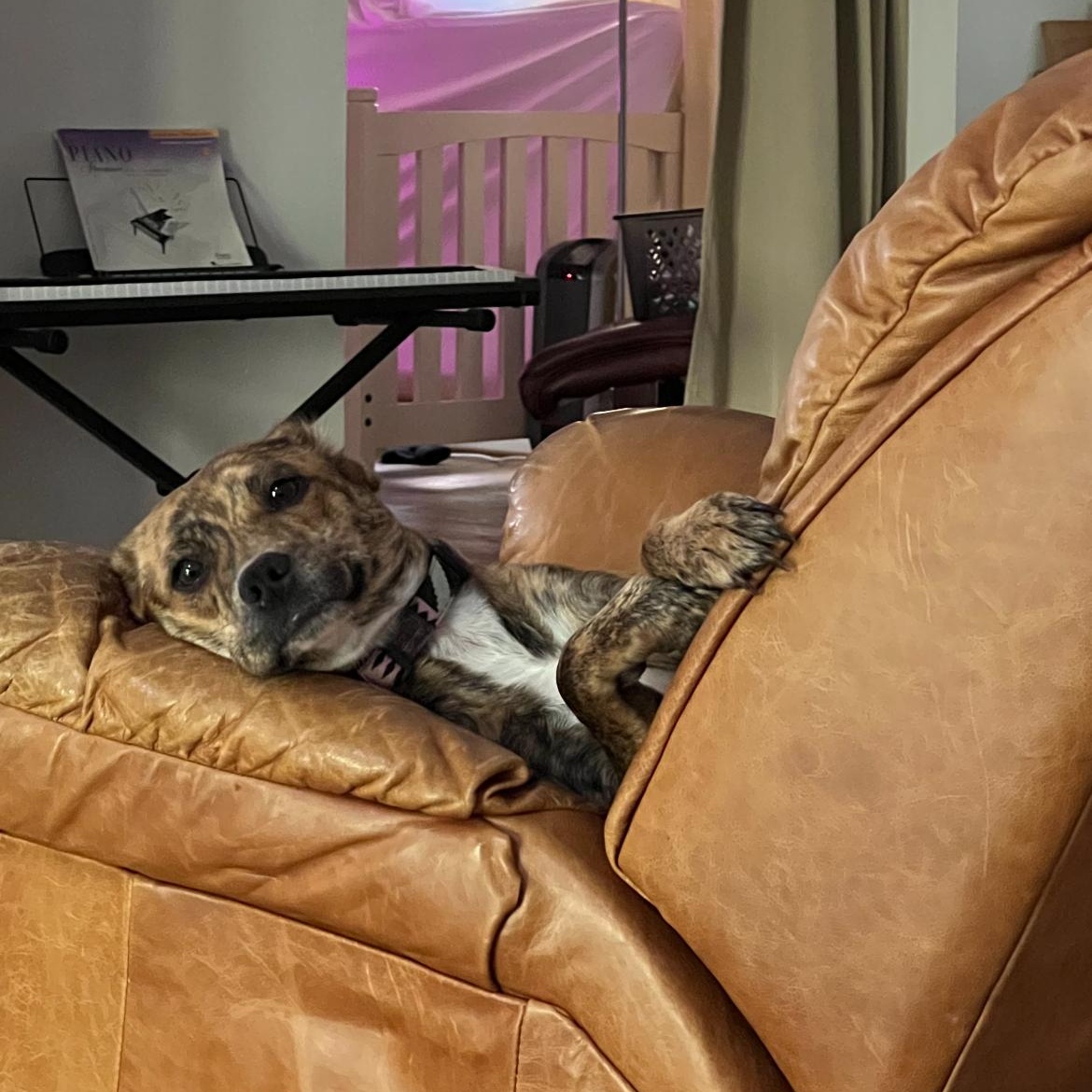 Enlarge Tigerlily, a Adoptable mixed breed in Mobile , AL image 3/6
