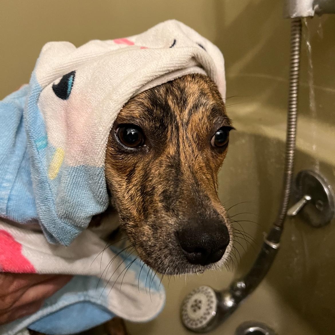Enlarge Tigerlily, a Adoptable mixed breed in Mobile , AL image 2/6