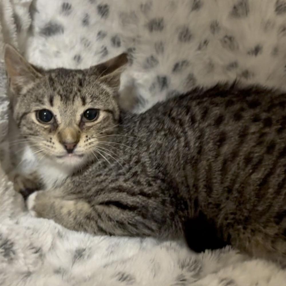 Odin, a Adoptable Domestic Short Hair in Panama City Beach, FL image 2/5