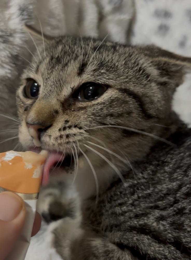 Odin, a Adoptable Domestic Short Hair in Panama City Beach, FL image 3/5
