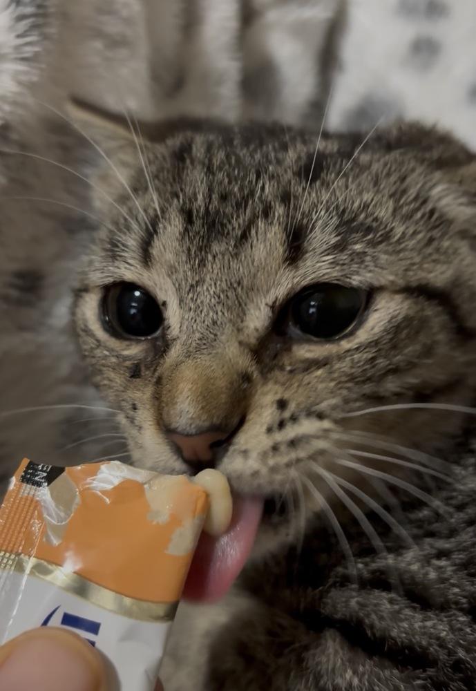 Odin, a Adoptable Domestic Short Hair in Panama City Beach, FL image 4/5