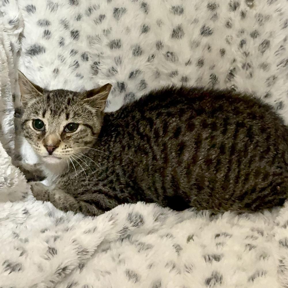 Odin, a Adoptable Domestic Short Hair in Panama City Beach, FL image 5/5
