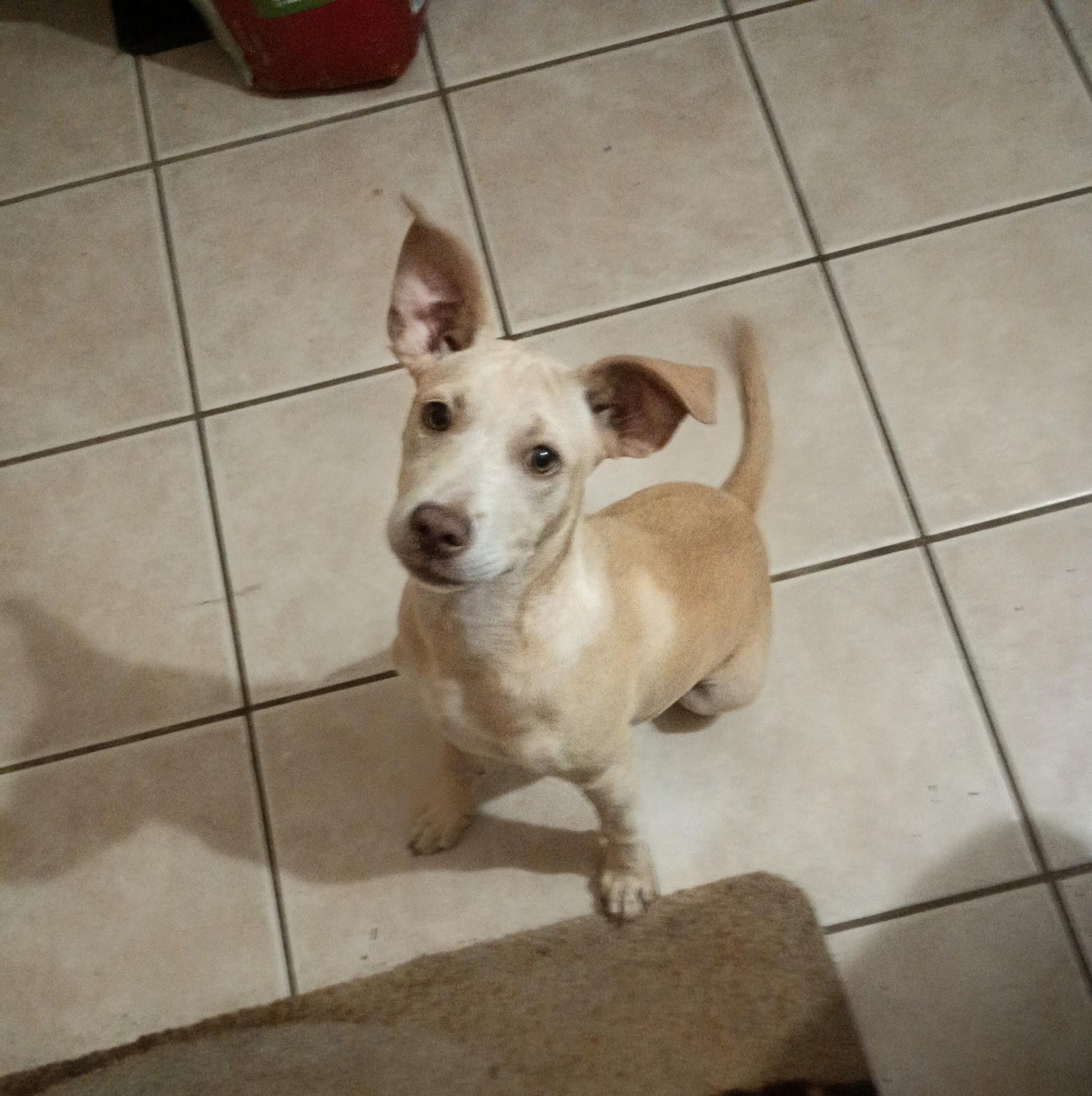 Mango, Adoptable, Puppy Female Dachshund.