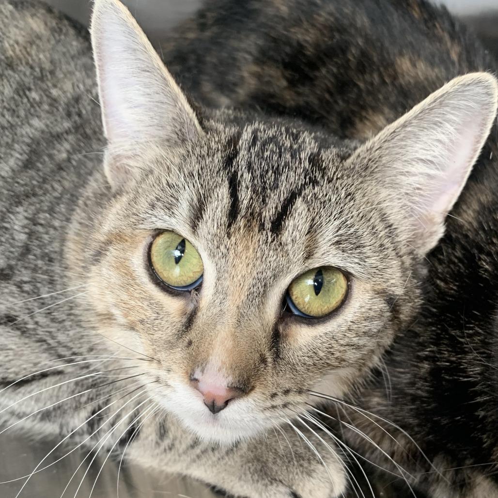 Enlarge Vidia, a Adoptable mixed breed in Washburn, MO image 1/1