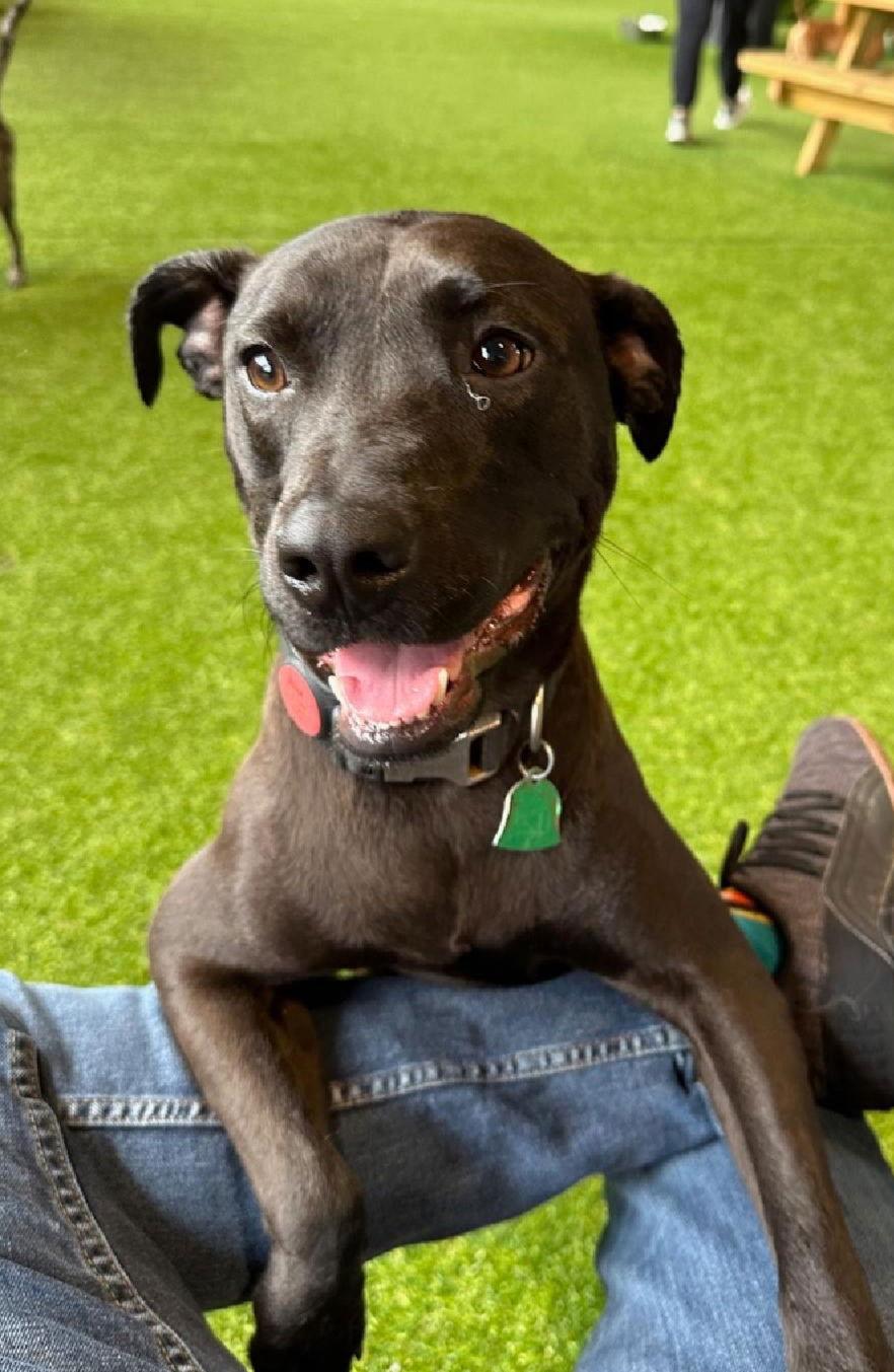 BELLA  LOW FEE!!, Adoptable, Adult Female Hound & German Shepherd Dog.