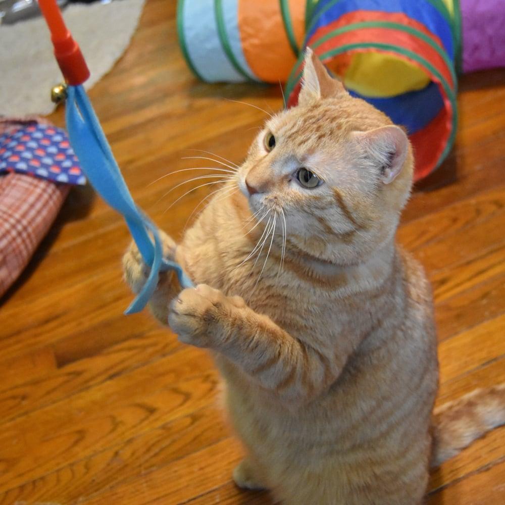 Enlarge Bing Bong, an adoptable Domestic Short Hair in Springfield, MA image 3/6