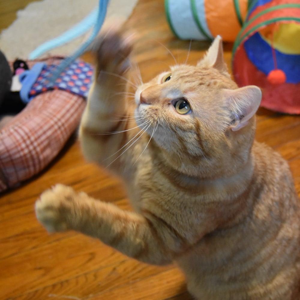 Enlarge Bing Bong, an adoptable Domestic Short Hair in Springfield, MA image 1/6