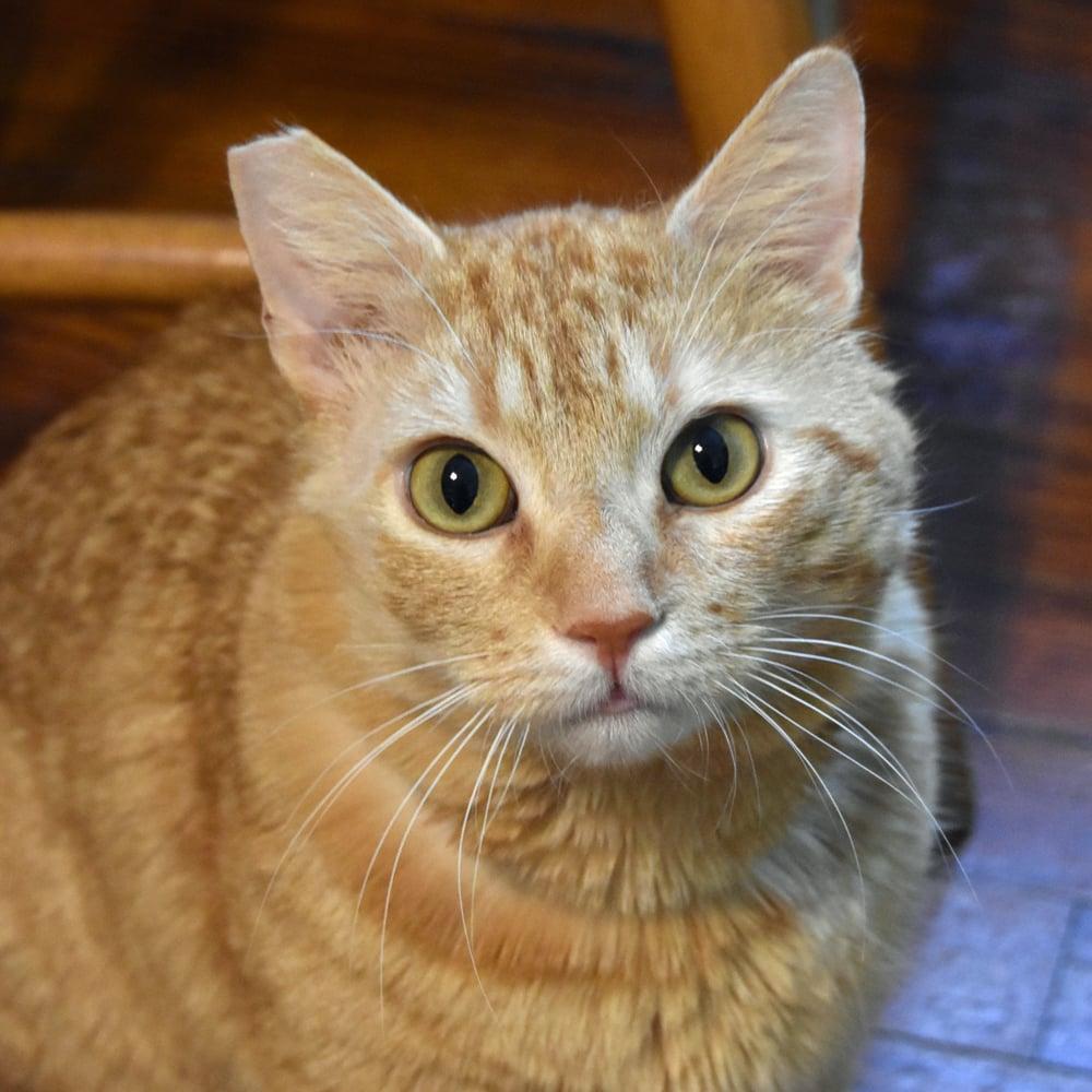 Enlarge Bing Bong, an adoptable Domestic Short Hair in Springfield, MA image 6/6