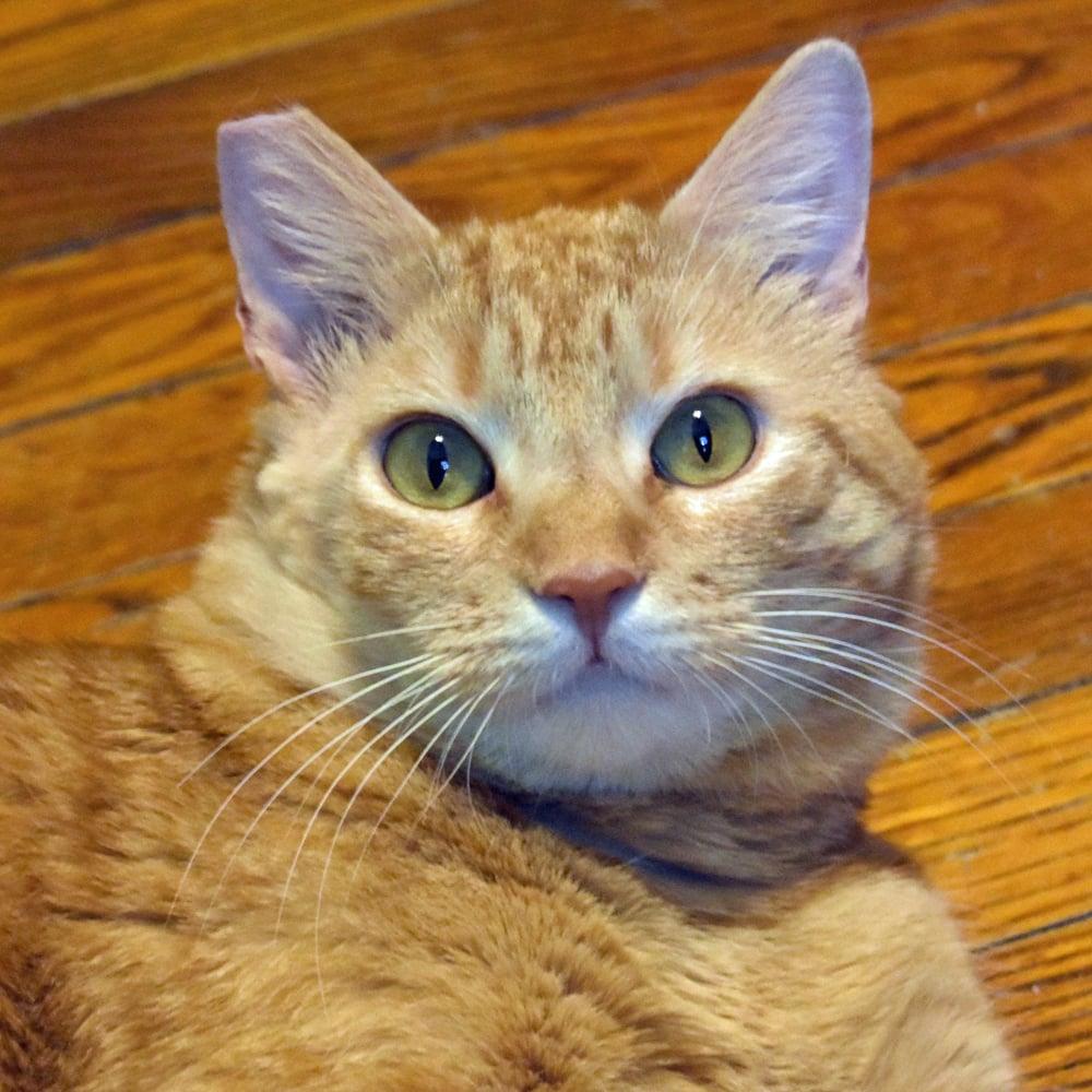 Enlarge Bing Bong, an adoptable Domestic Short Hair in Springfield, MA image 4/6