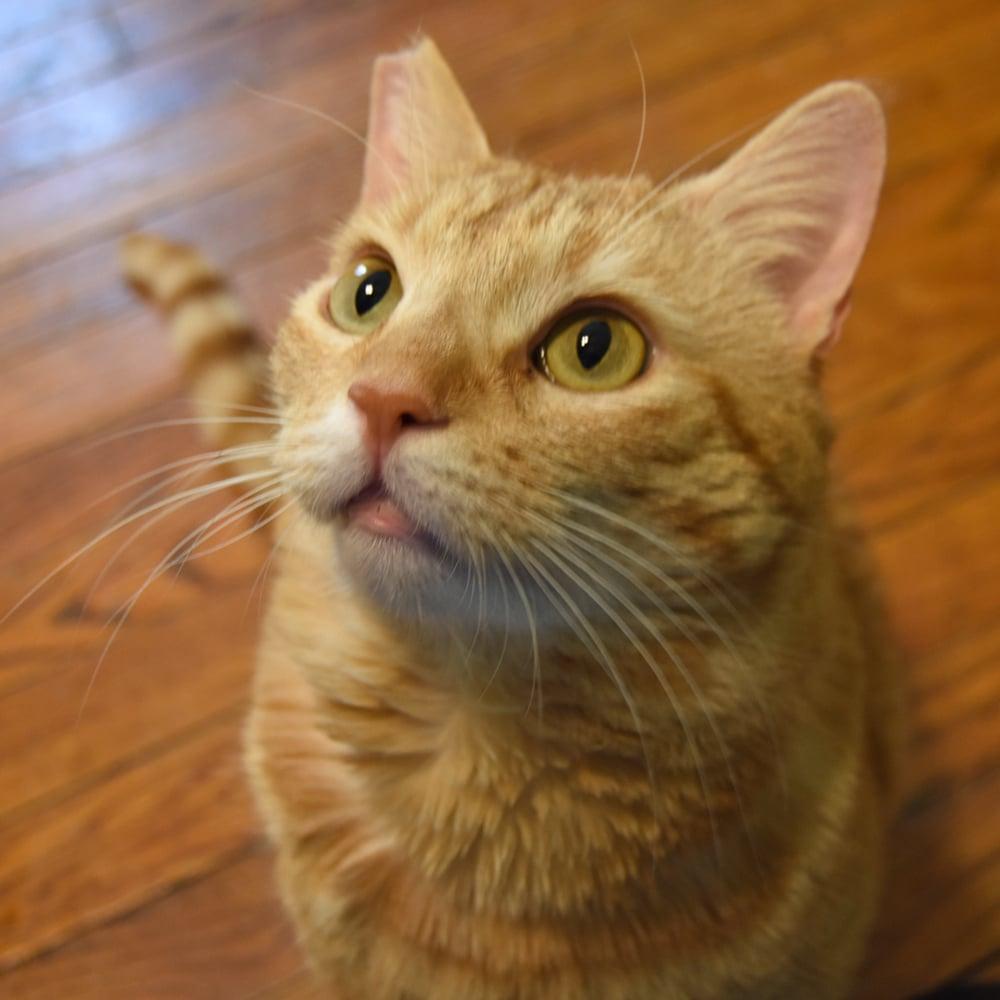 Enlarge Bing Bong, an adoptable Domestic Short Hair in Springfield, MA image 2/6