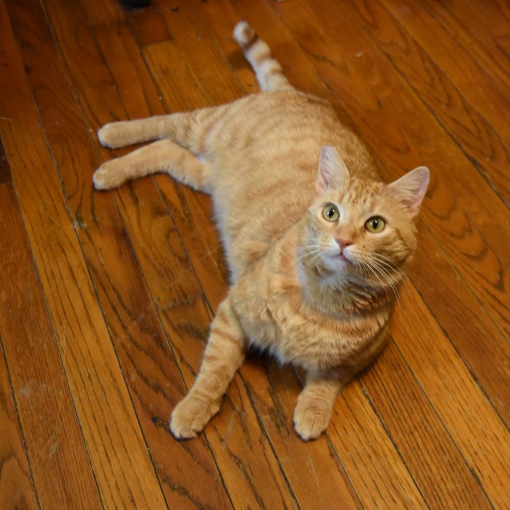 Enlarge Bing Bong, an adoptable Domestic Short Hair in Springfield, MA image 5/6