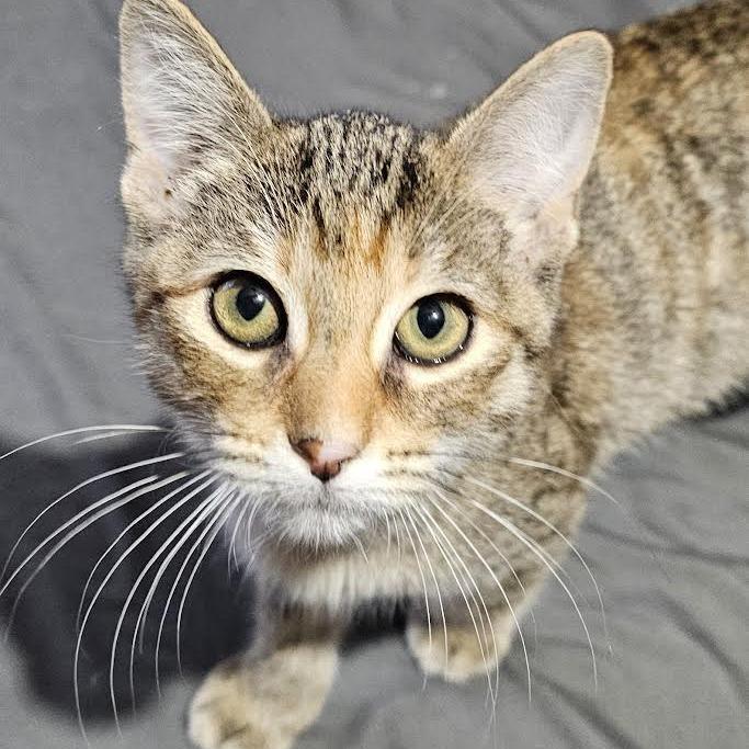 Zoey, Adoptable, Young Female Domestic Short Hair.