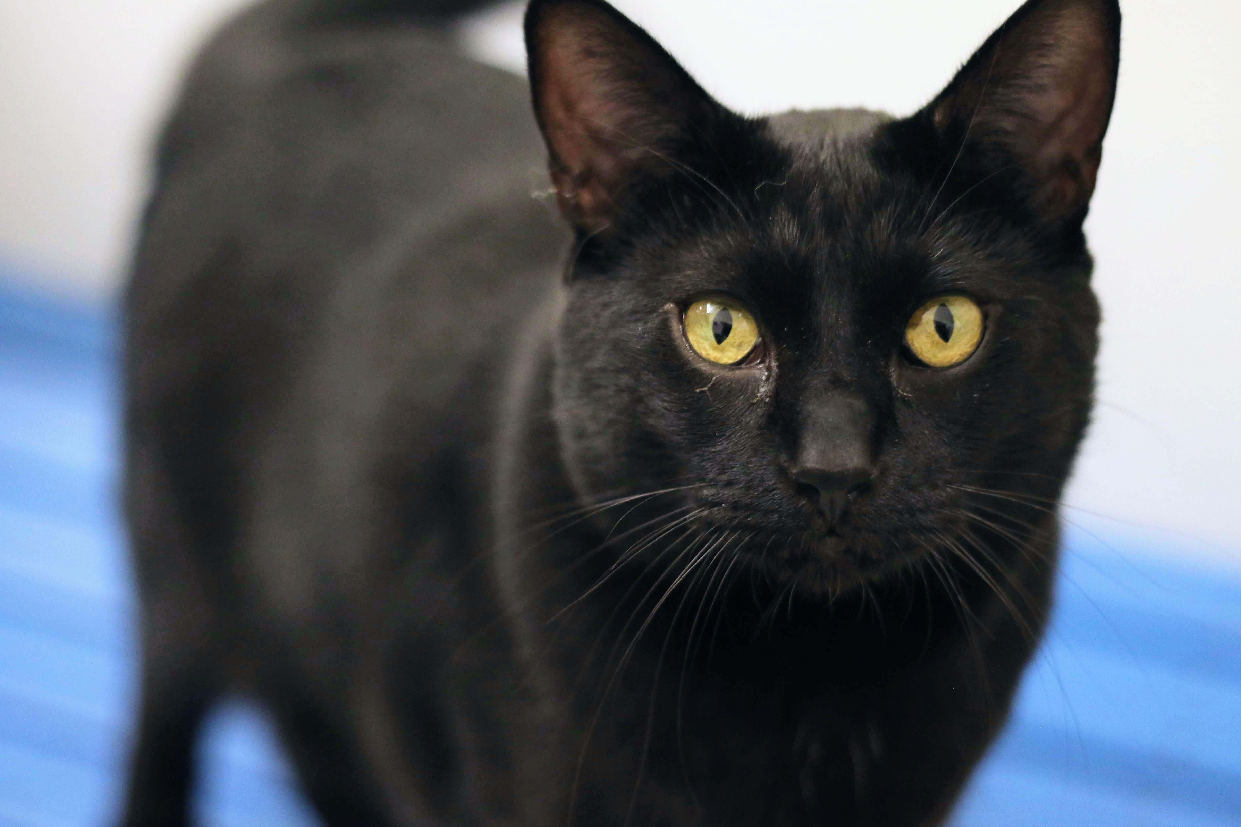 Binx, an adopted Domestic Short Hair in Boise, ID image 1/2