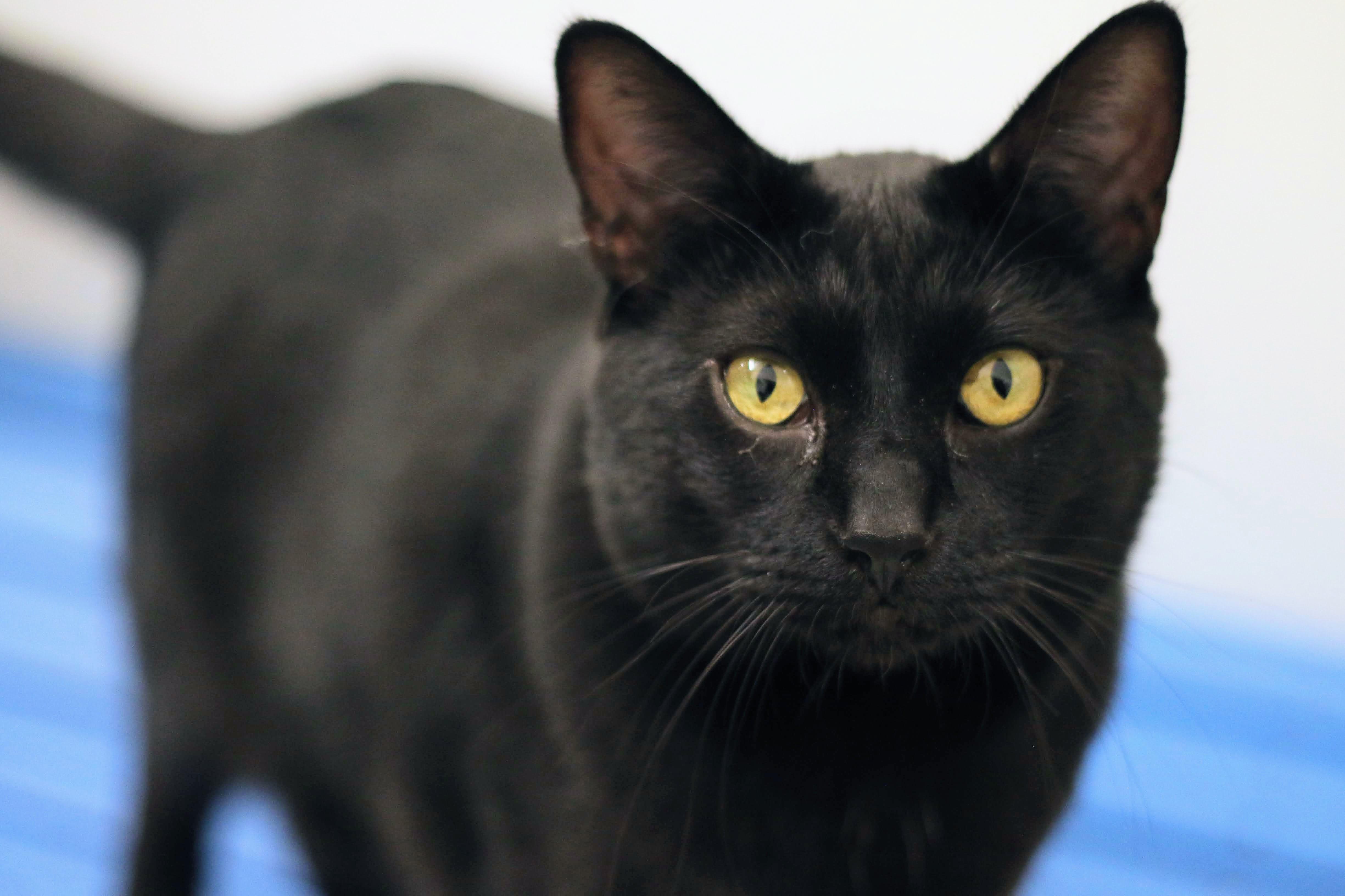 Binx, an adopted Domestic Short Hair in Boise, ID image 2/2