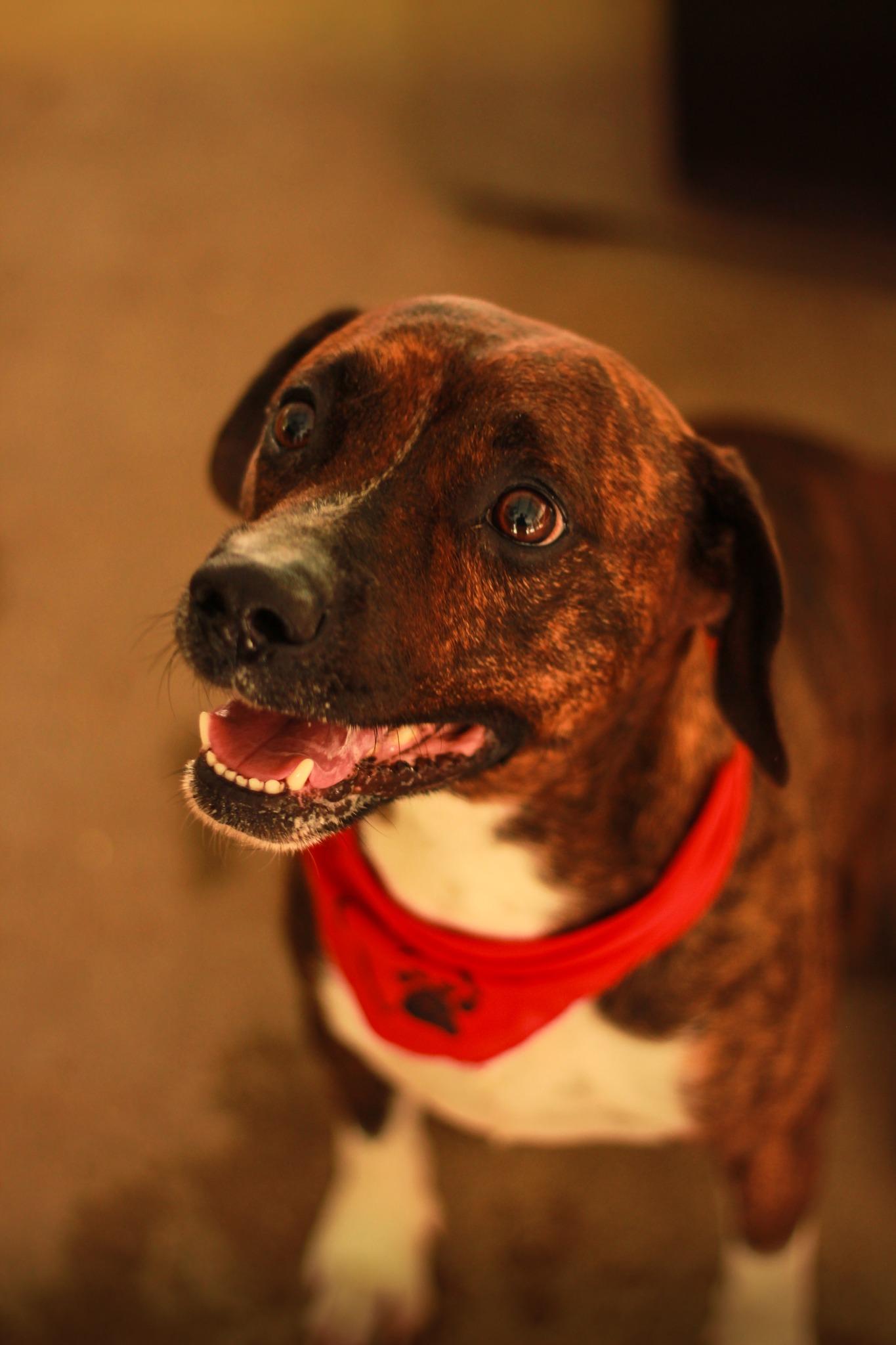 Enlarge Milton, a Adoptable mixed breed in Spencer, IN image 1/1