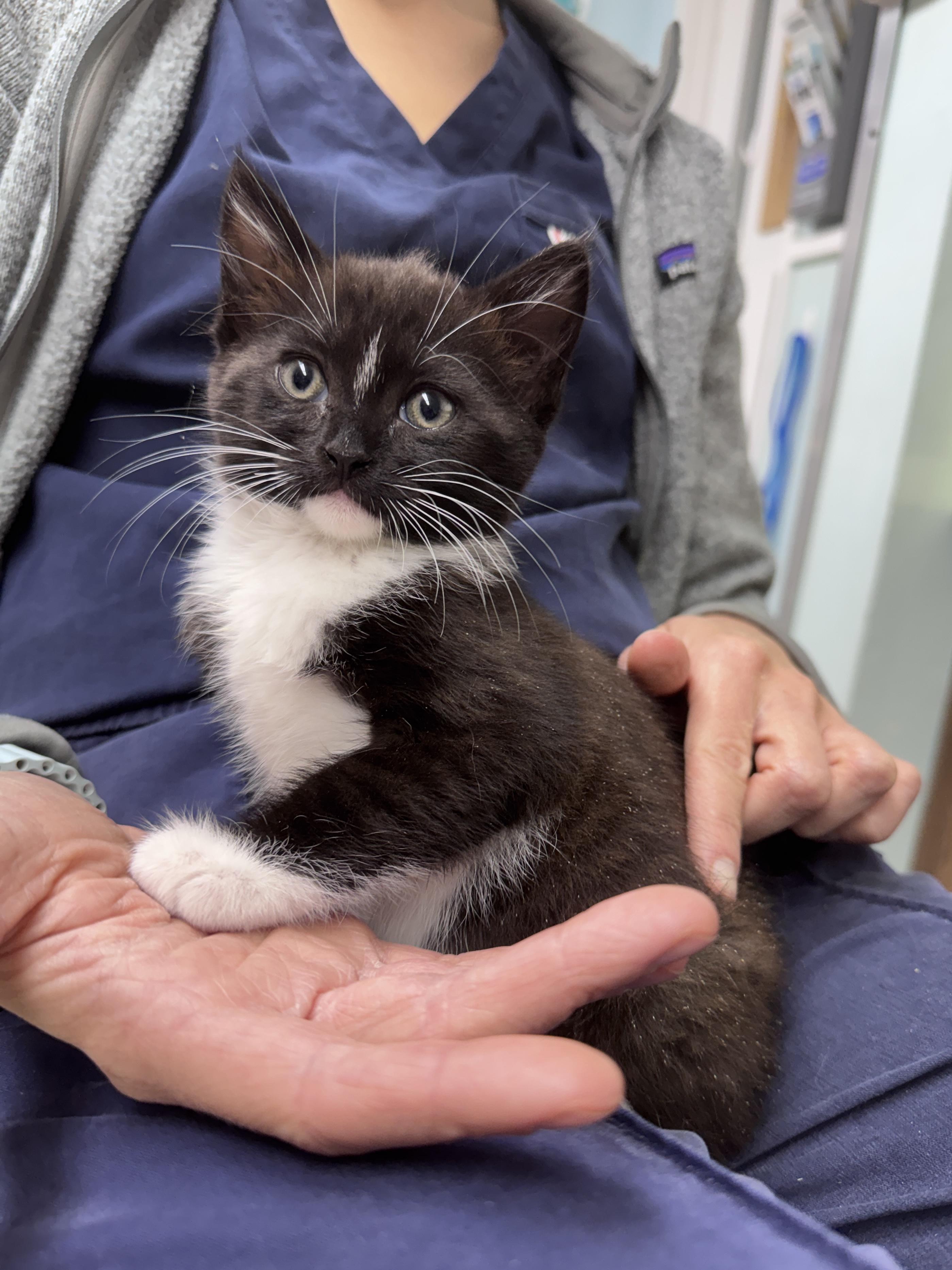 Paris, an adopted Domestic Medium Hair in Gainesville, FL image 2/2