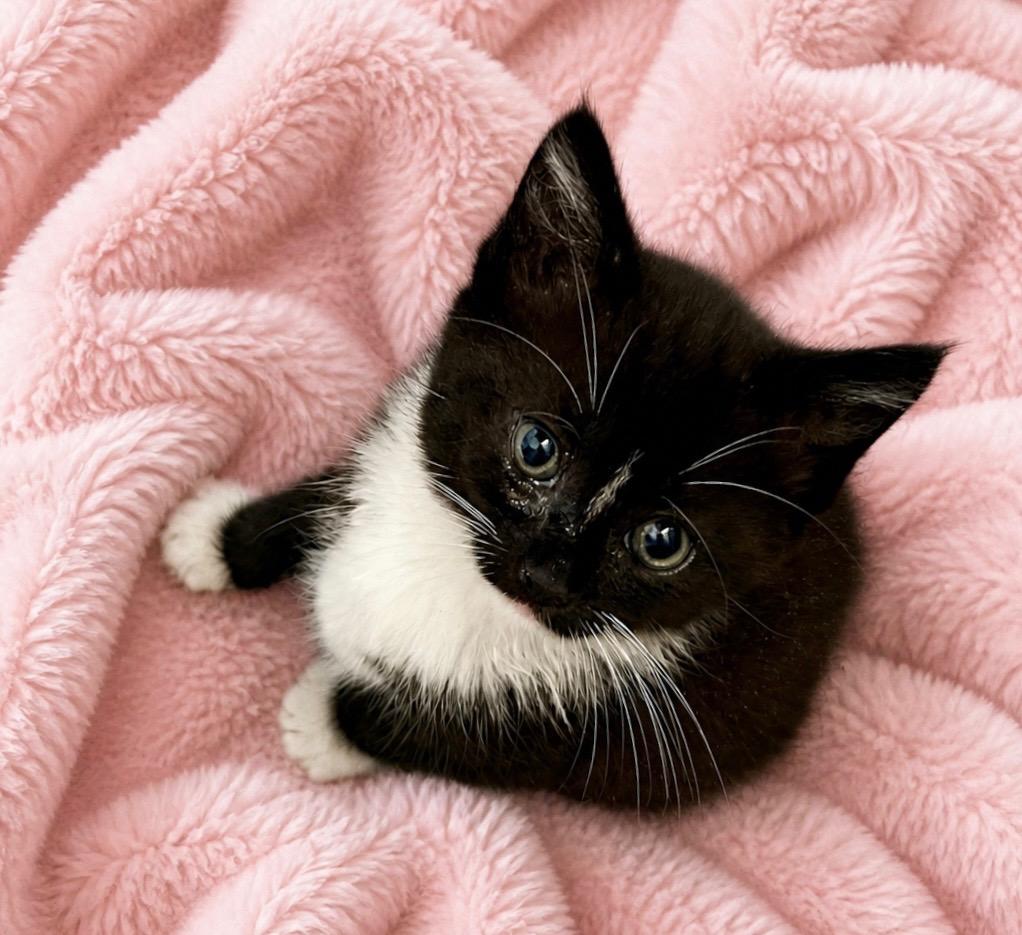 Paris, adopted, Kitten Female Domestic Medium Hair.