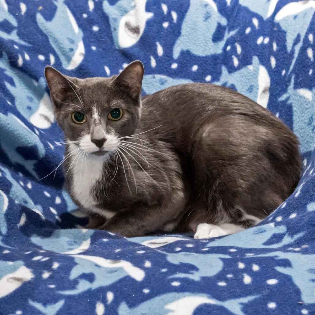 Enlarge Milkshake, a Adoptable Domestic Short Hair in McKean, PA image 1/6